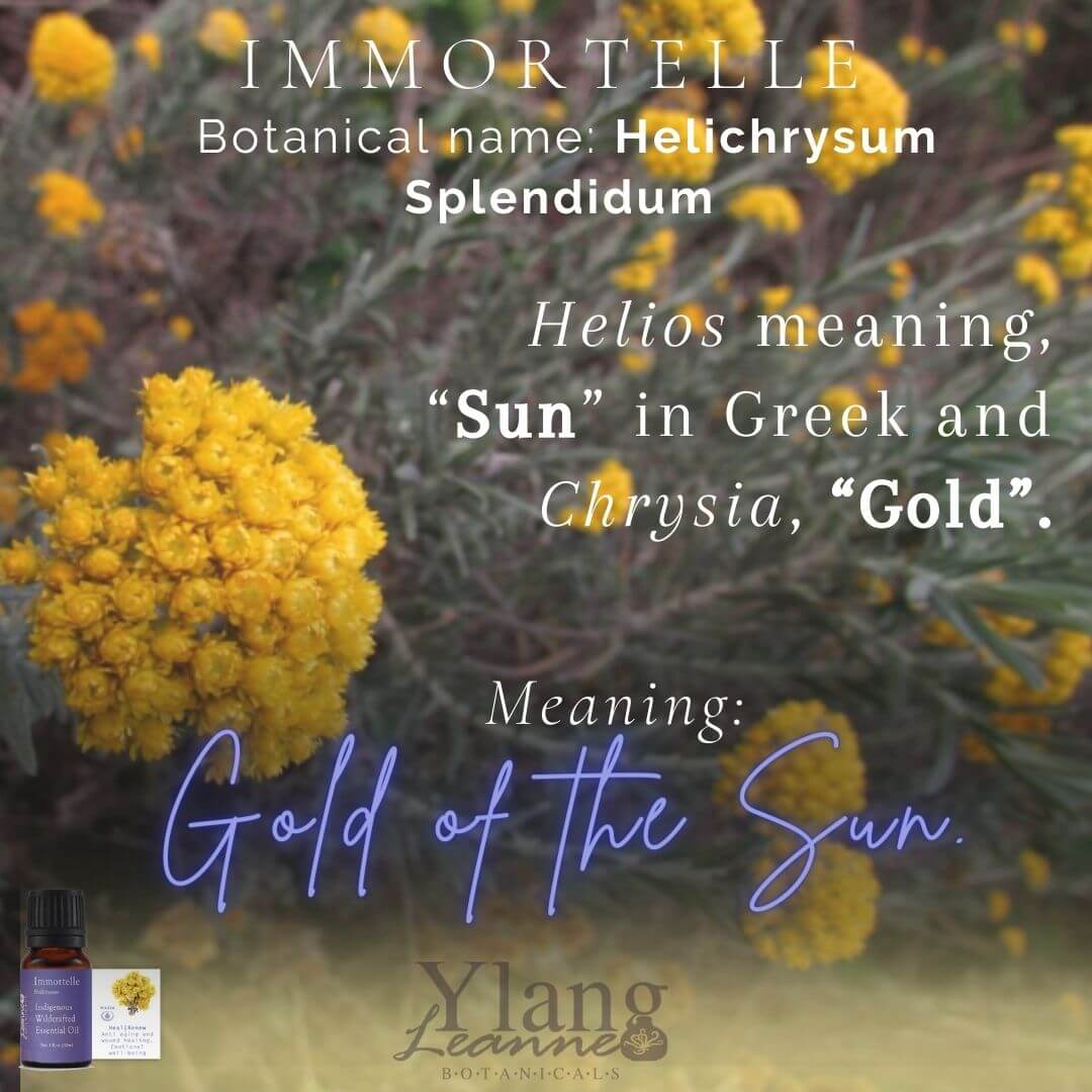Immortelle Splendidum (Cert Pure & Tested Wildcrafted) - Image 3
